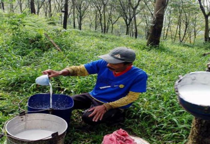 Kementan Dukung Kaltim Remajakan 100 Hektare Karet